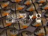 Pizz Collab